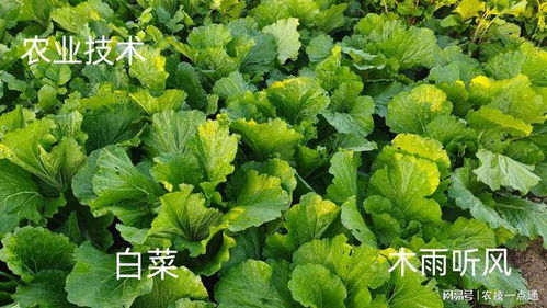 大白菜在什么时间播种最合适，何时是大白菜的最佳播种季节