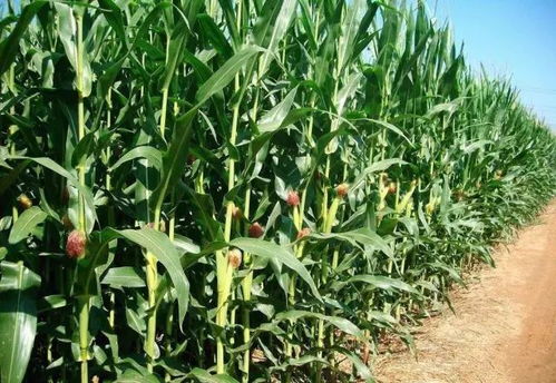 薏米的病虫害防治：壮穗灵和防治措施