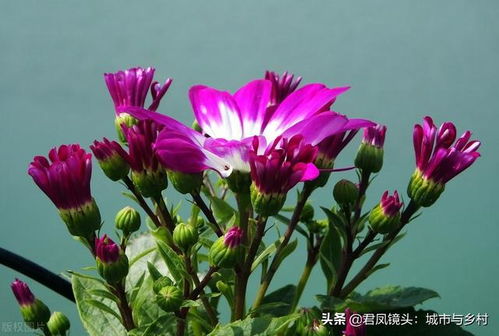 花卉品种的绚丽多彩