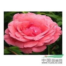 矮化月季的秘密所在