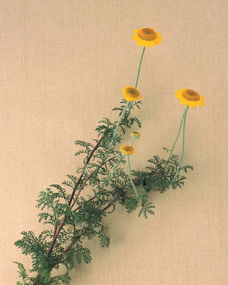 枝叶的衬托与骨架