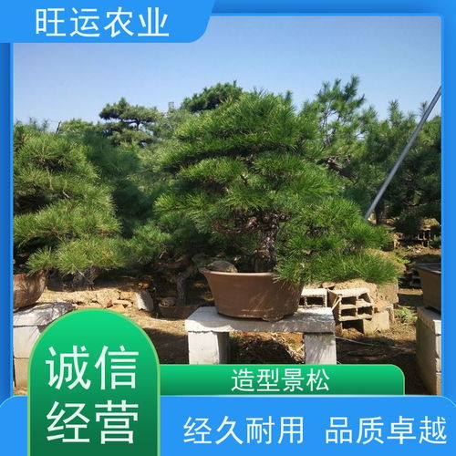 移植苗的优势