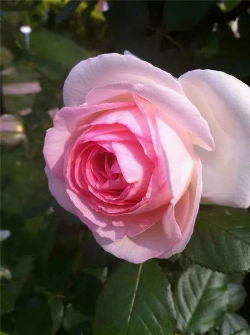 （七）紫雾泡泡月季