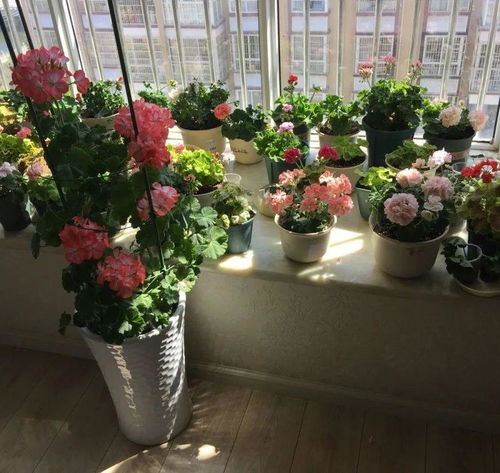 冬天东北养花， 选对花才重要