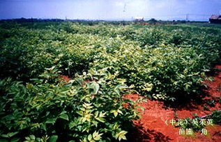 山茱萸种植， 既是艺术，也是生活