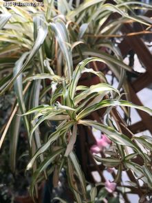 吊兰叶子发黄，是何方妖孽作祟？