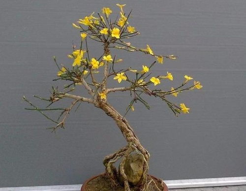 盆景种植入门小贴士：土壤和浇水那些事儿