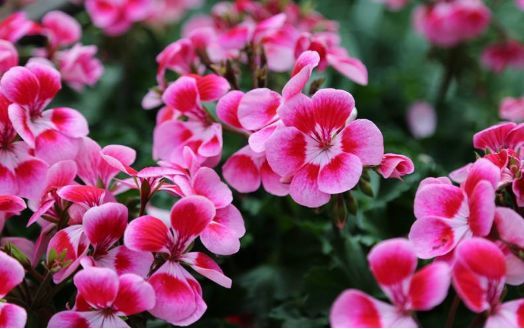 天竺葵：四季花开的美丽使者