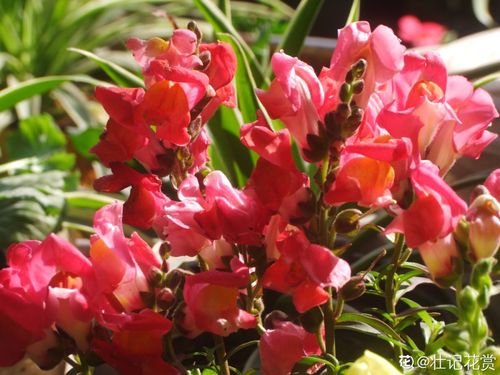 秋冬季节开花的花儿们