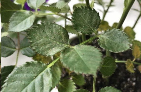 防治红蜘蛛， 我有几个小妙招