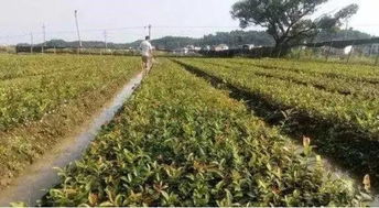 病虫害侵袭的症状