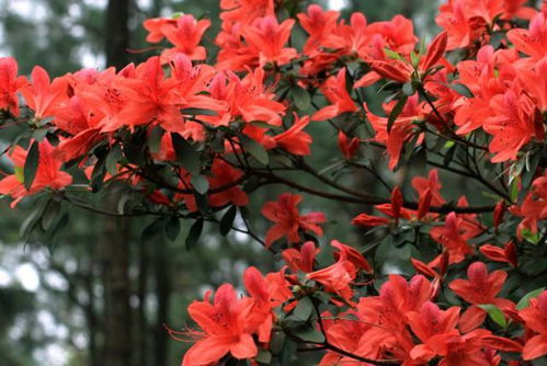 杜鹃花与映山红，究竟有何不同