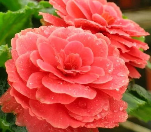 夫妻海棠怎么养才能开花？