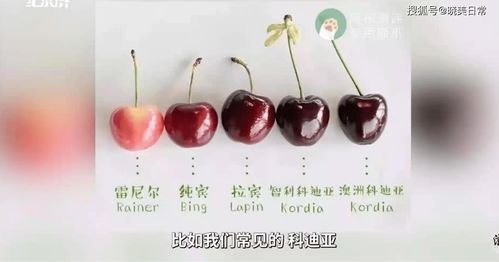 Geofrut车厘子溯源智利Lapins品种与进口品种特性有何显著差异