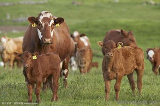 山东知名牛羊反刍饲料品牌中，哪个是世界十大反刍饲料品牌之一？