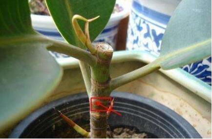 燕子掌的养护要点