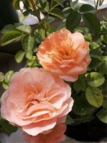 月季牙签苗，小苗大智慧