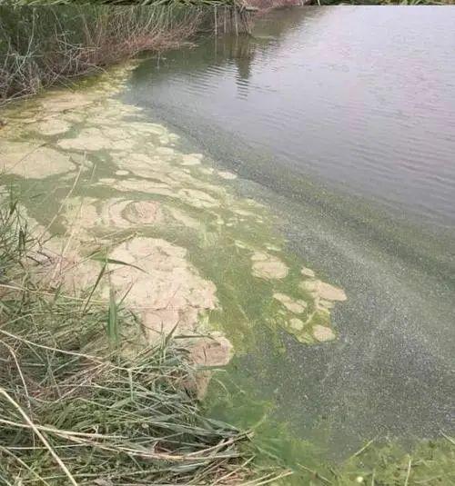 预防藻类老化集中爆发，保障水质稳定