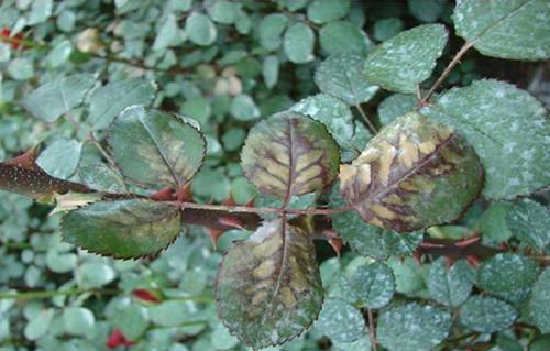 园林植物病虫害防治概述