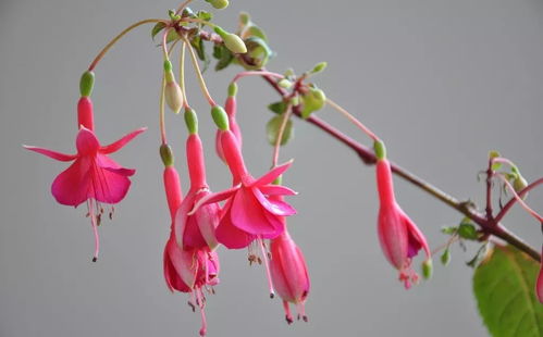 “四季花开，你家真的没花看了吗