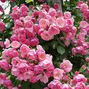 花朵颜色：杏色到淡粉色