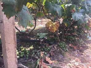 农药残留与食用平安