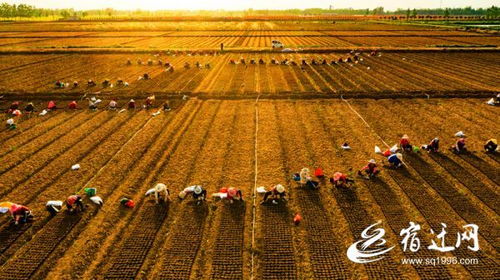 一粒种子， 一方产业，乡村振兴的沭阳传奇