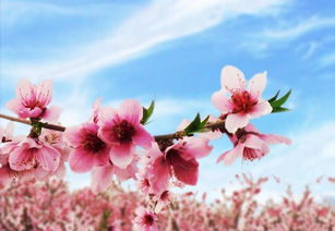 桃花图片大全，高清美图