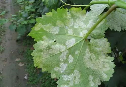 葡萄霜霉病防治：多菌灵效果如何？