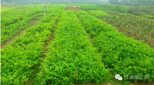 安徽苗木基地探秘：哪种苗木Zui受欢迎？