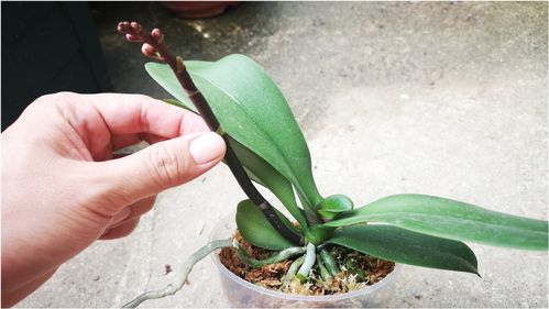 蝴蝶兰从种植到长出剑叶，通常需要半年至一年时间