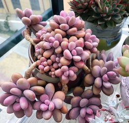 土壤的湿度与浇水