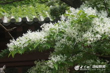 不同地区的紫藤花