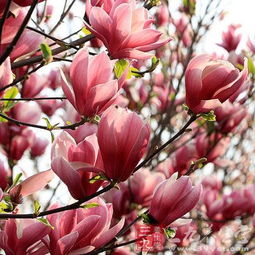 辛夷花的功效与作用、 吃法及禁忌