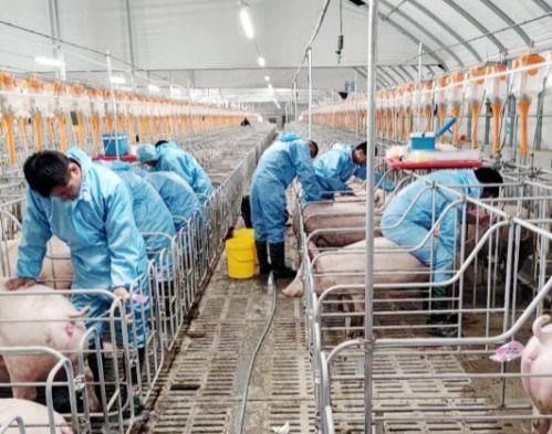 大华人饲料中国最好的十大名牌饲料中，哪一款最适合我的养殖场使用？