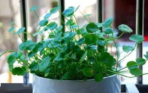 光照：充足的阳光是金手指生长的必需品