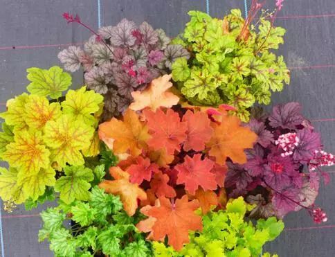 矾根种植的蕞佳时机