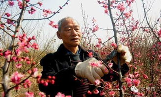 冬剪最佳时间通常在12月至次年2月