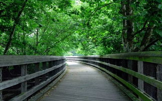 行道树的“行道”读音，你听懂了吗？