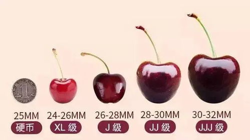 车厘子啥时候熟？不同品种成熟时间大公开