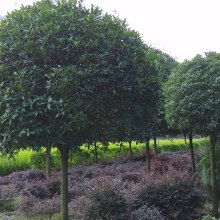 一、 桂花苗木品种多，价格各有不同