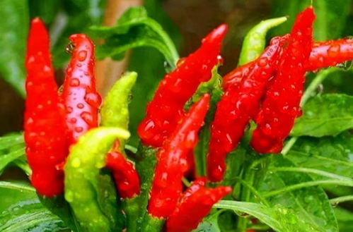 辣椒素， 辣味小魔头