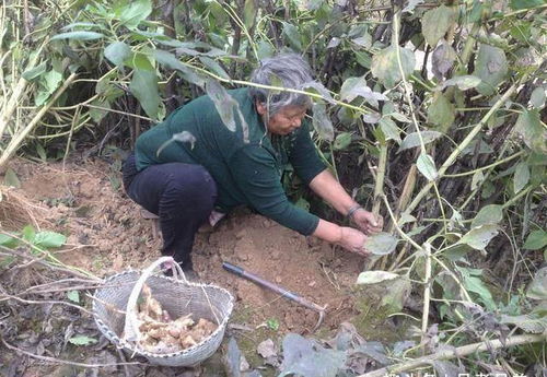 洋姜：生长快，味道清爽可口