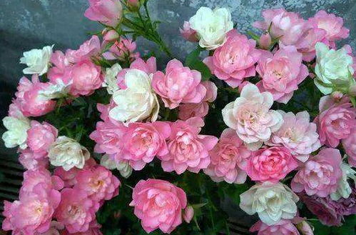 病虫害防治：保持植株健康