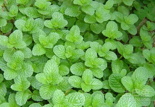 香草与图片：一场视觉与功效的邂逅