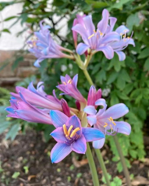 蓝色花朵的养护技巧