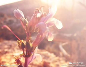 高原之花的生命赞歌