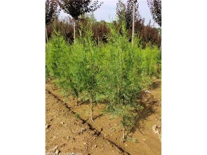 侧柏种植， 数量取决于多种因素