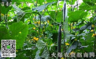 春季大棚黄瓜种植需要注意哪些关键技术