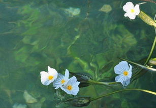 水性杨花双：杨花飘散